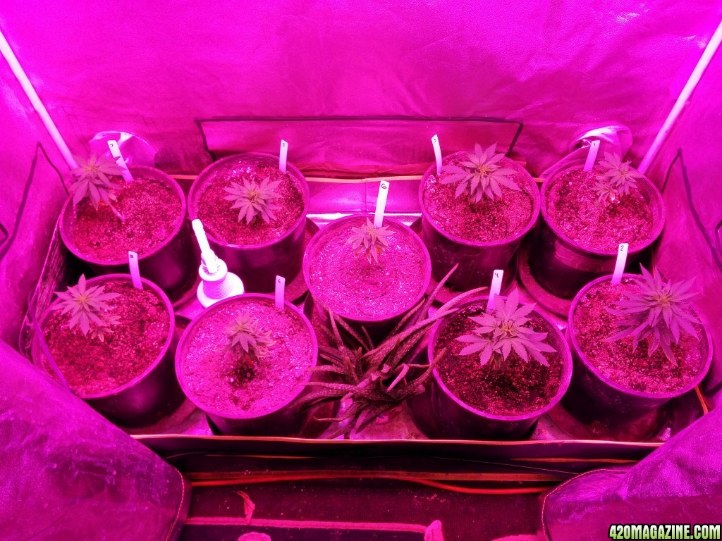 Tangie_LED_Grow_Strain_LED_grow_light_17_.jpg