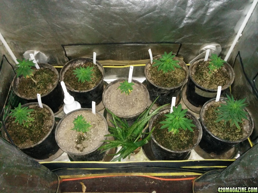 Tangie_LED_Grow_Strain_LED_grow_light_19_.jpg