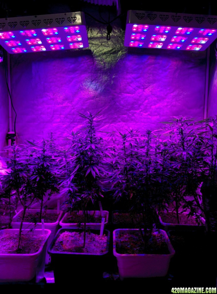 Tangie_LED_Grow_Strain_LED_grow_light_2_.jpg