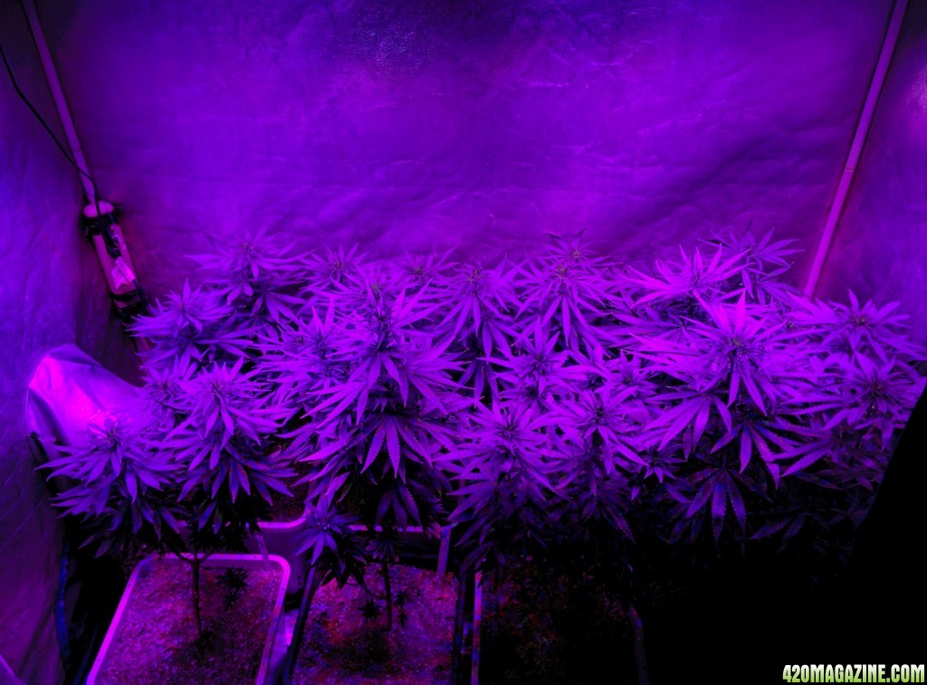 Tangie_LED_Grow_Strain_LED_grow_light_3_.jpg