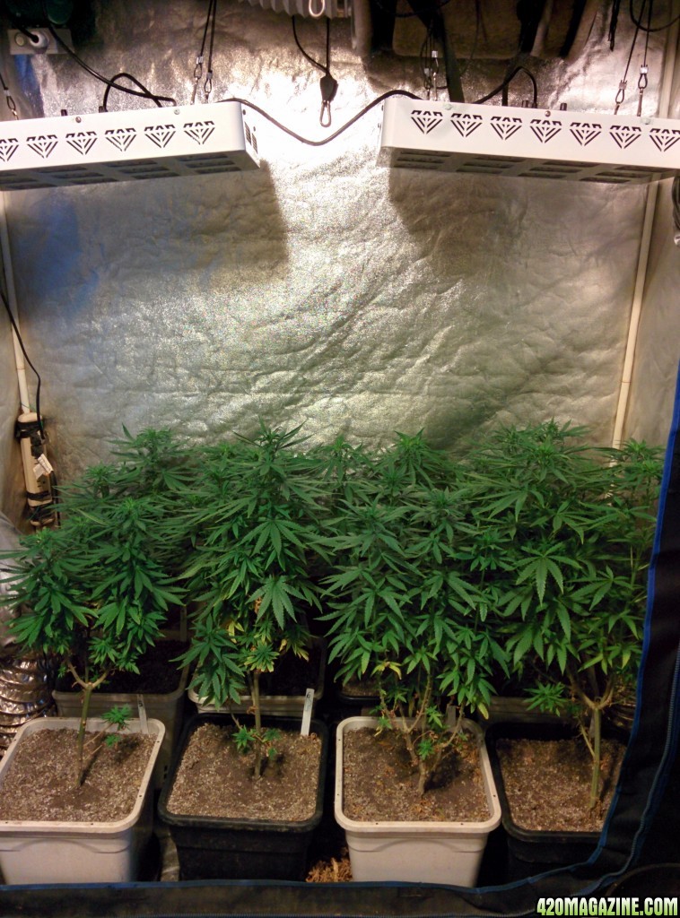 Tangie_LED_Grow_Strain_LED_grow_light_4_.jpg