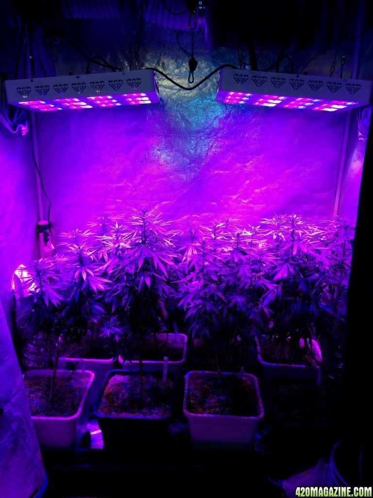 Tangie_LED_Grow_Strain_LED_grow_light_5_.jpg