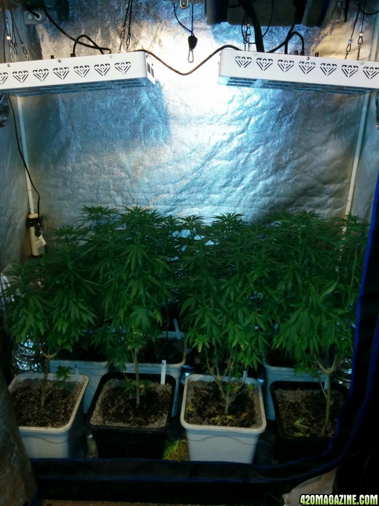 Tangie_LED_Grow_Strain_LED_grow_light_7_.jpg