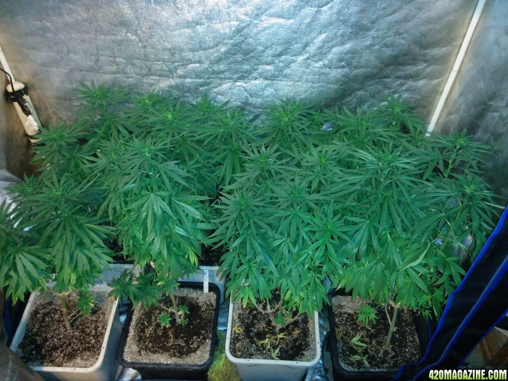 Tangie_LED_Grow_Strain_LED_grow_light_8_.jpg