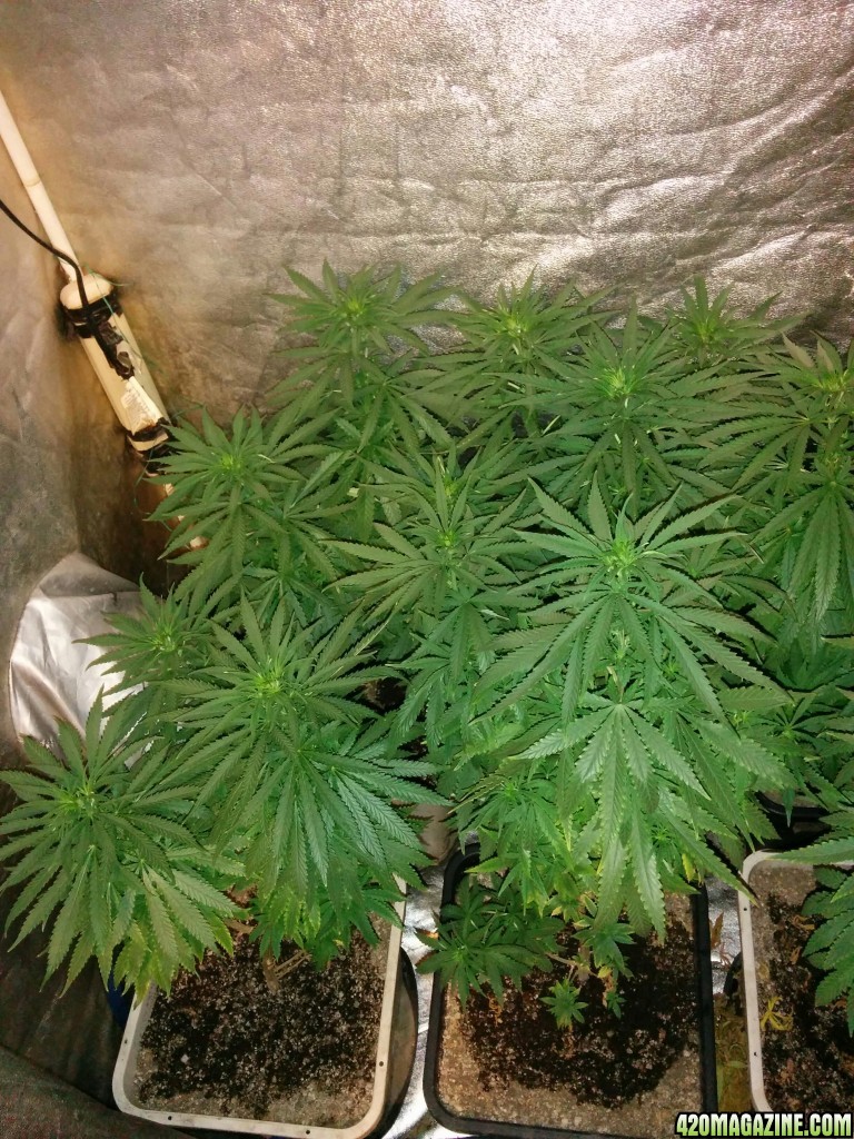 Tangie_LED_Grow_Strain_LED_grow_light_9_.jpg