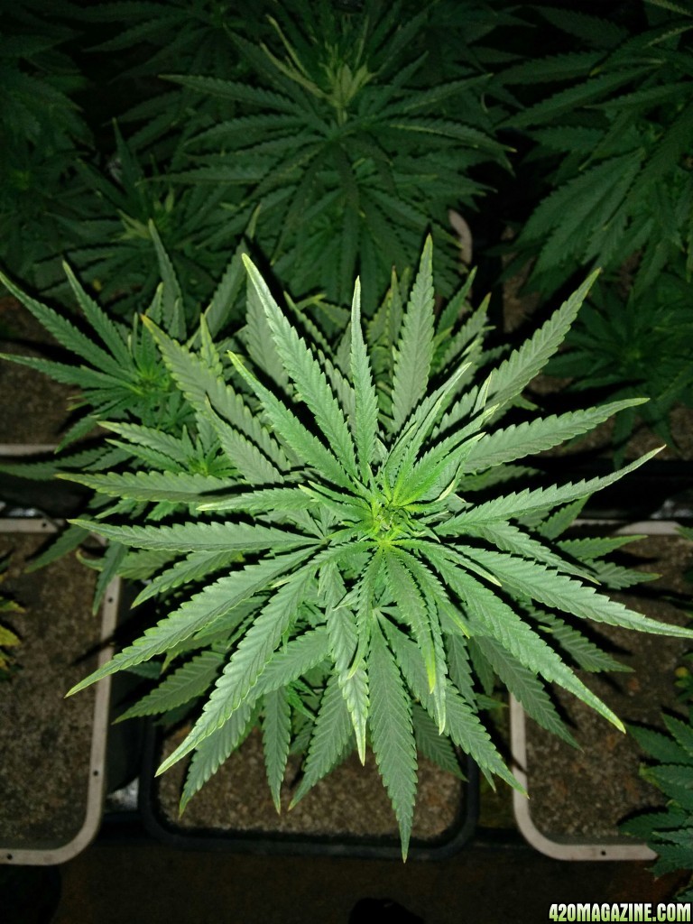 Tangie_Strain_LED_Grow_10_1.jpg