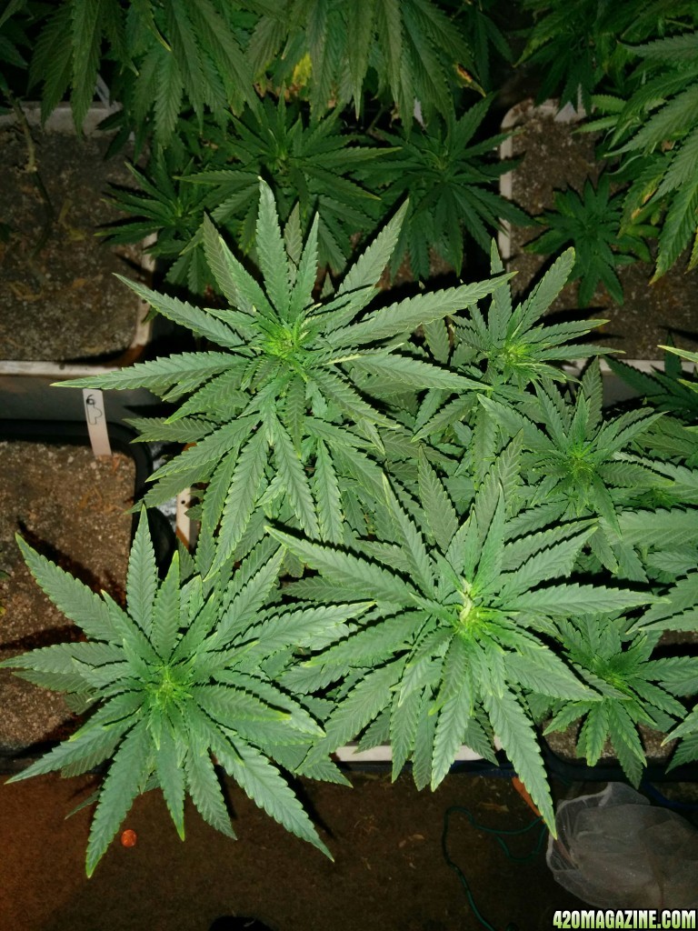 Tangie_Strain_LED_Grow_11_1.jpg