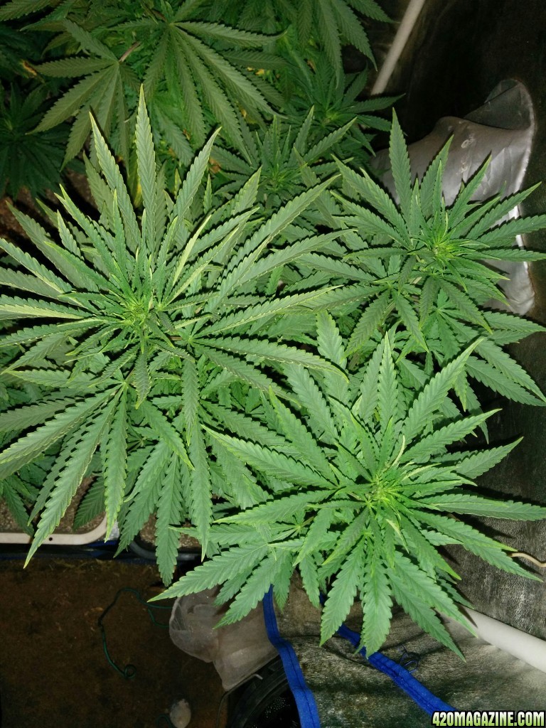 Tangie_Strain_LED_Grow_12_1.jpg