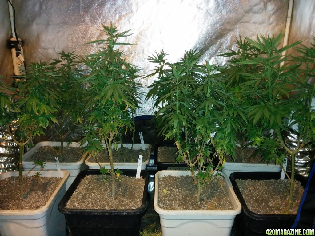 Tangie_Strain_LED_Grow_13_1.jpg