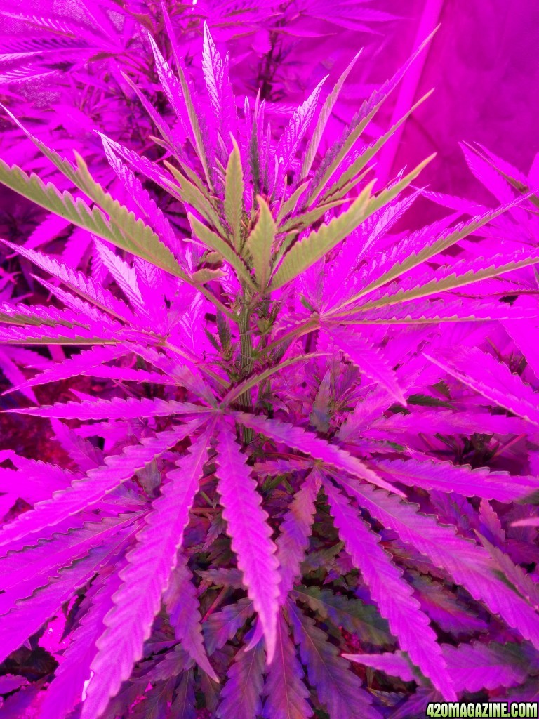 Tangie_Strain_LED_Grow_14_1.jpg