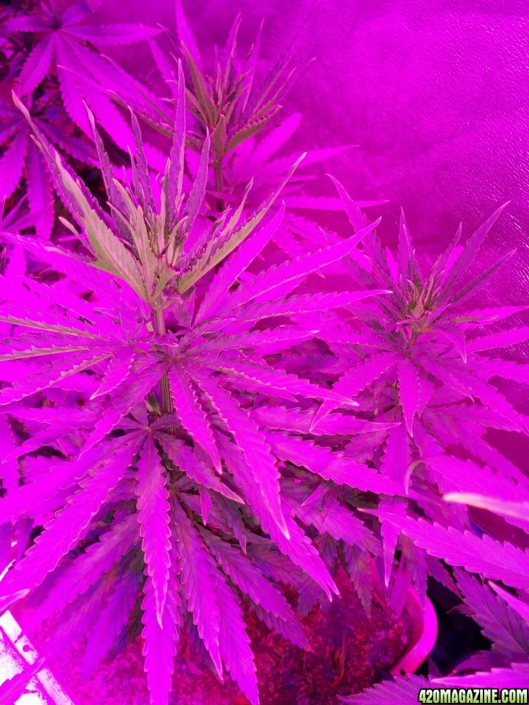 Tangie_Strain_LED_Grow_15_1.jpg