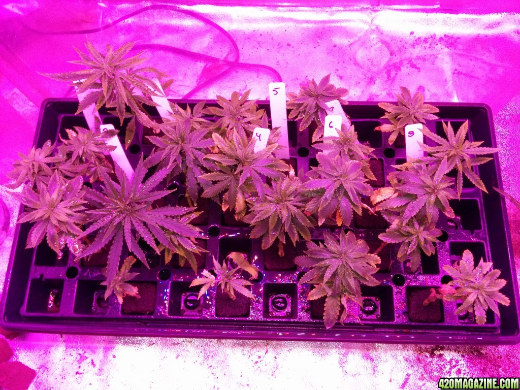 Tangie_Strain_LED_Grow_16_1.jpg