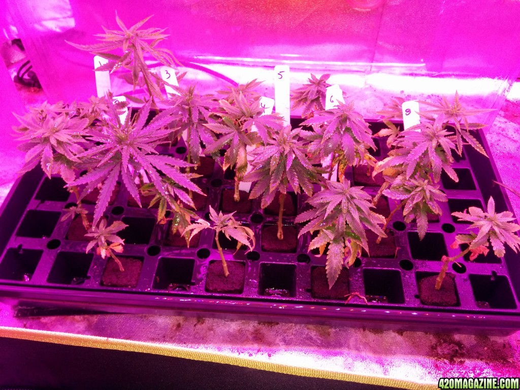 Tangie_Strain_LED_Grow_17_1.jpg