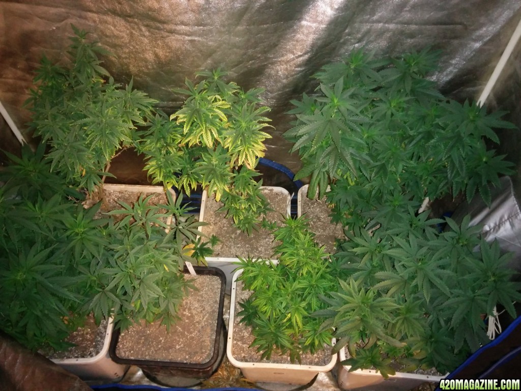 Tangie_Strain_LED_Grow_19_1.jpg