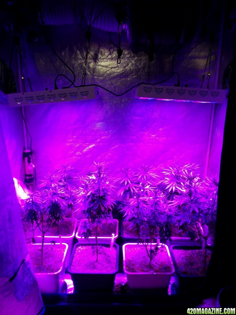 Tangie_Strain_LED_Grow_1_1.jpg