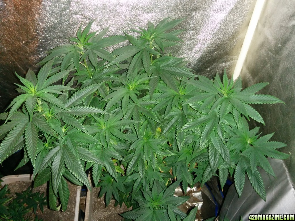 Tangie_Strain_LED_Grow_20_1.jpg