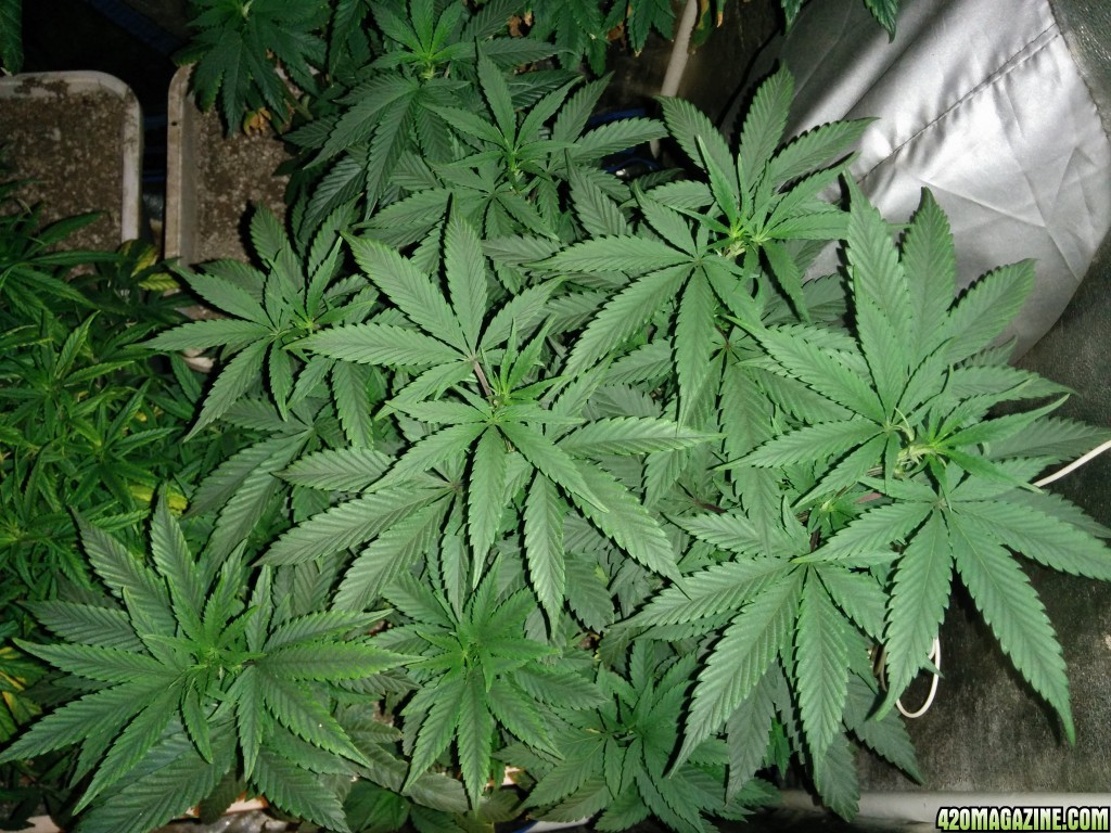 Tangie_Strain_LED_Grow_21_1.jpg