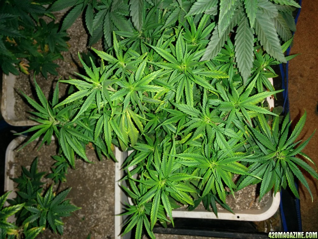 Tangie_Strain_LED_Grow_22_1.jpg