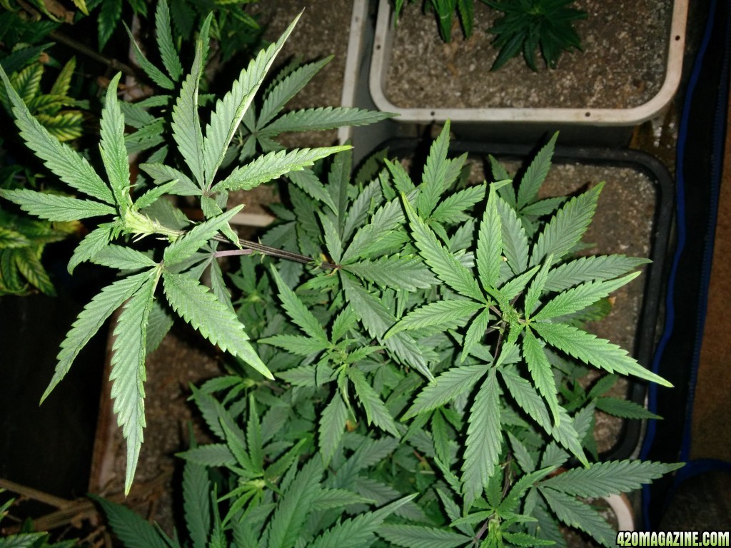 Tangie_Strain_LED_Grow_23_1.jpg