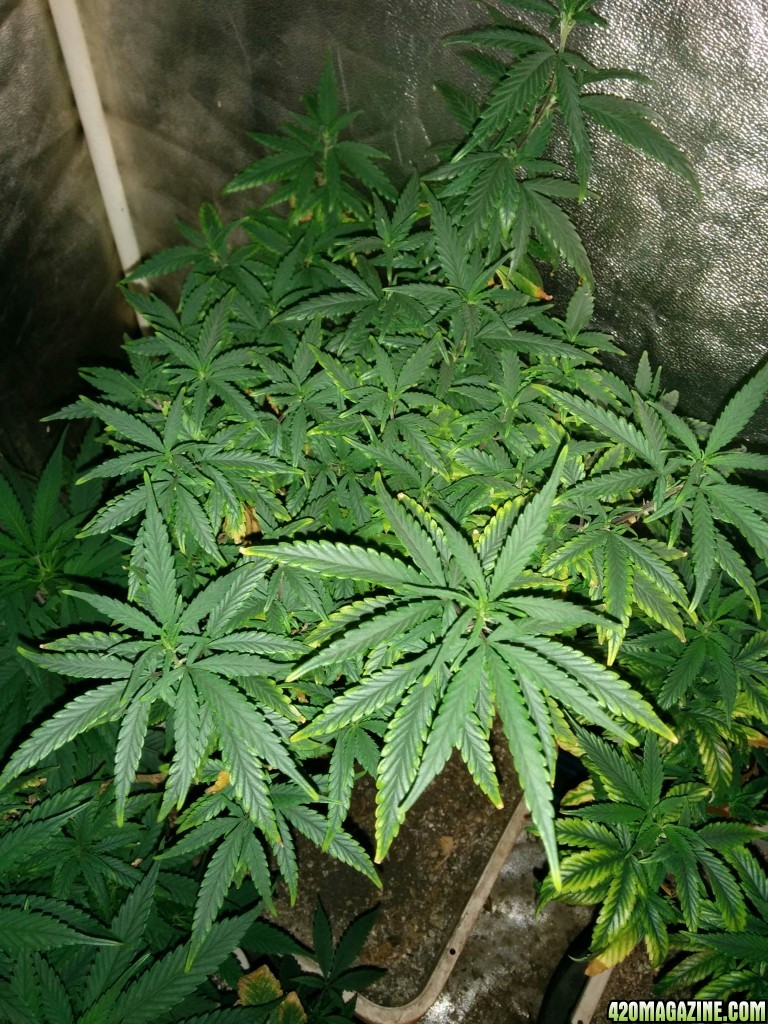 Tangie_Strain_LED_Grow_26_1.jpg