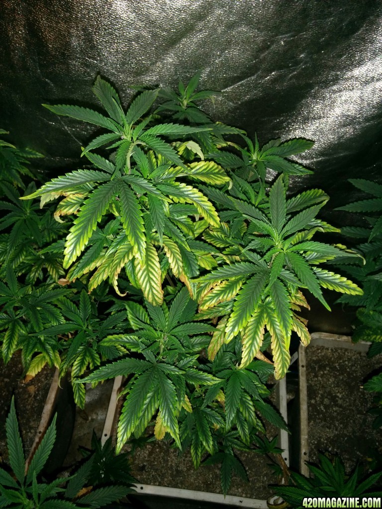 Tangie_Strain_LED_Grow_27_1.jpg