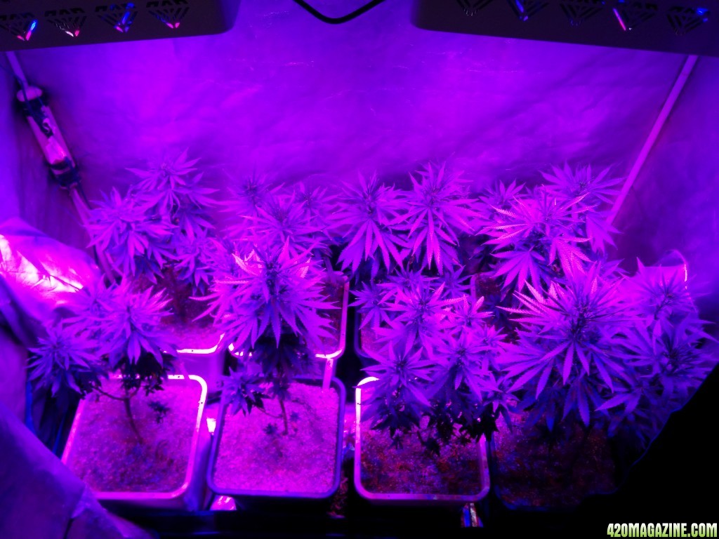 Tangie_Strain_LED_Grow_2_1.jpg