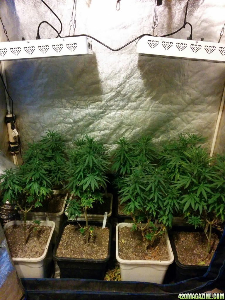 Tangie_Strain_LED_Grow_3_1.jpg