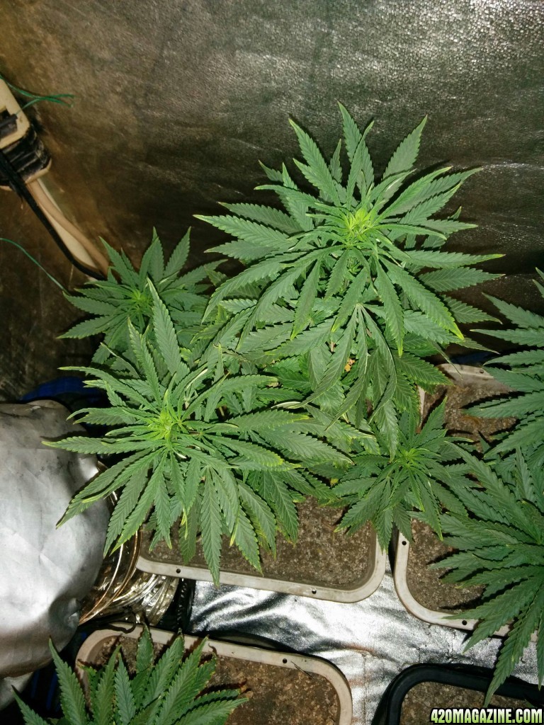 Tangie_Strain_LED_Grow_5_.jpg