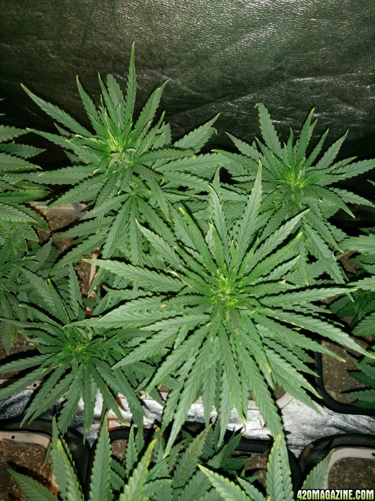 Tangie_Strain_LED_Grow_6_.jpg