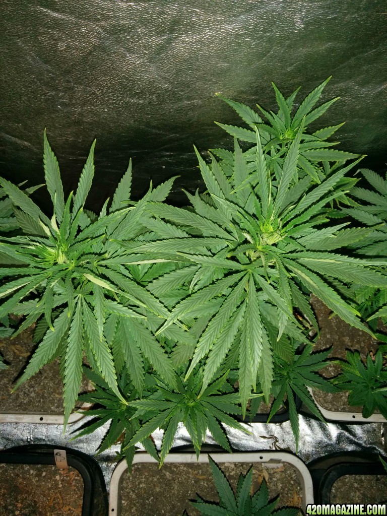 Tangie_Strain_LED_Grow_7_.jpg