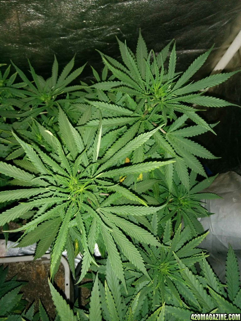 Tangie_Strain_LED_Grow_8_.jpg