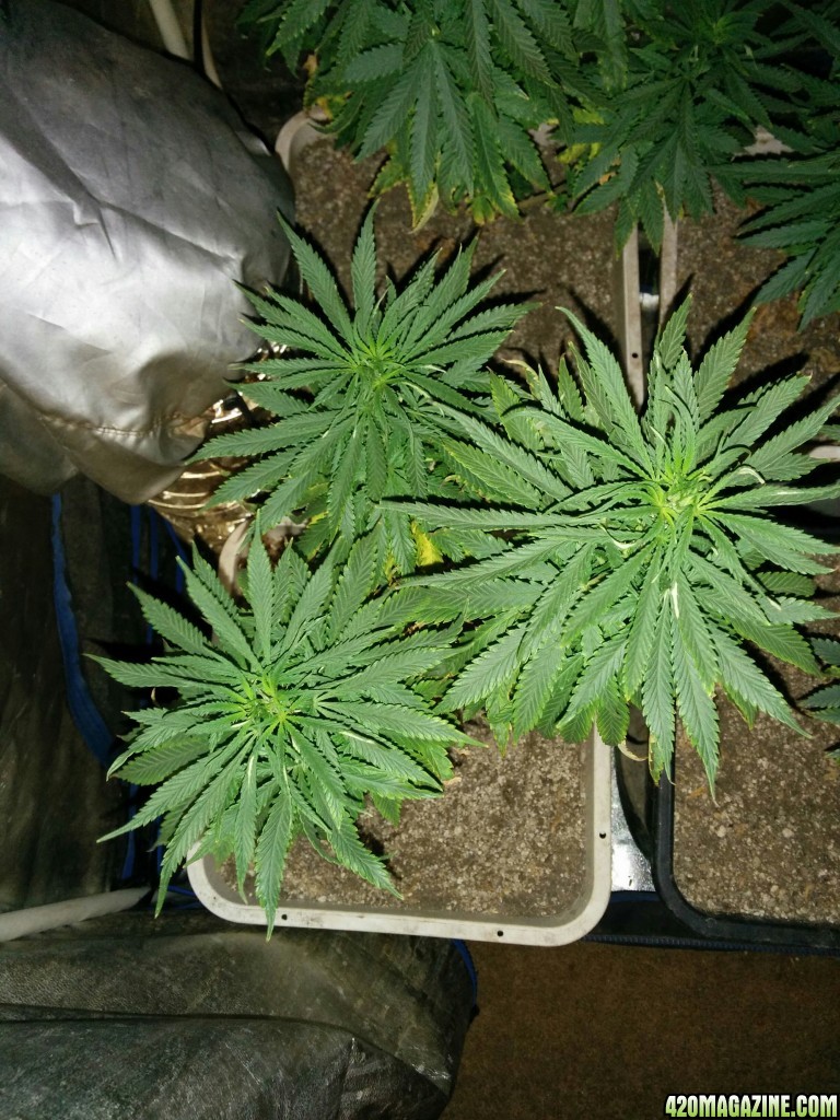 Tangie_Strain_LED_Grow_9_.jpg