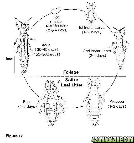 ThripLifecycle.jpg