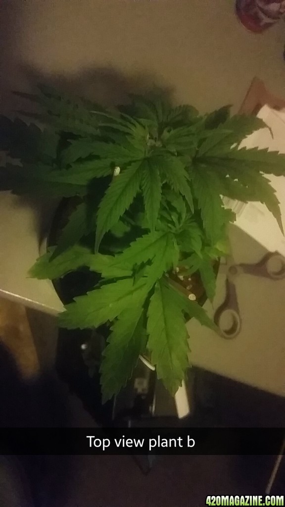 Top_plant_b_day38.jpg