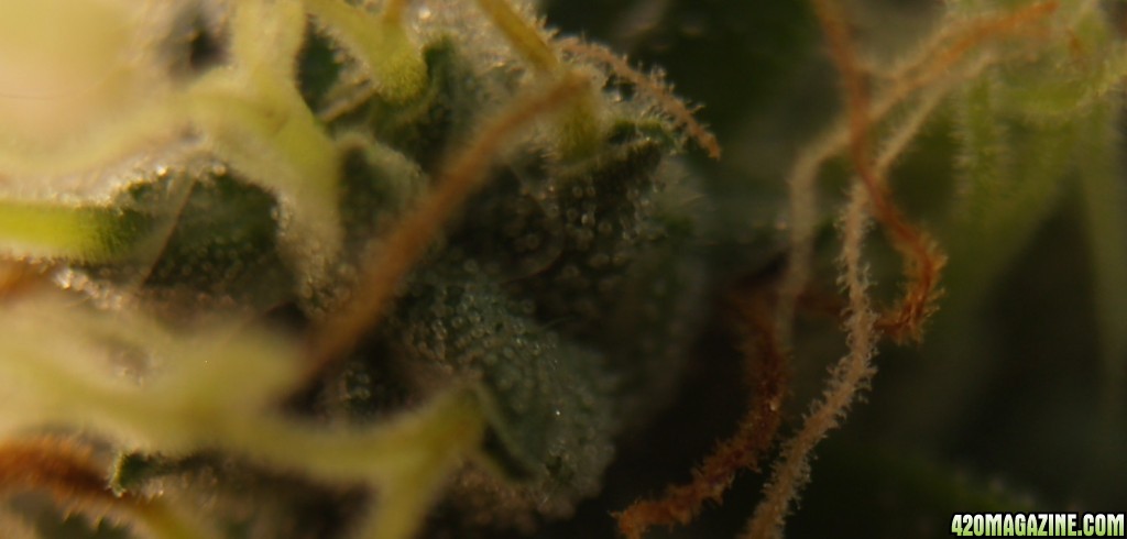 Trichome_5-17.jpg