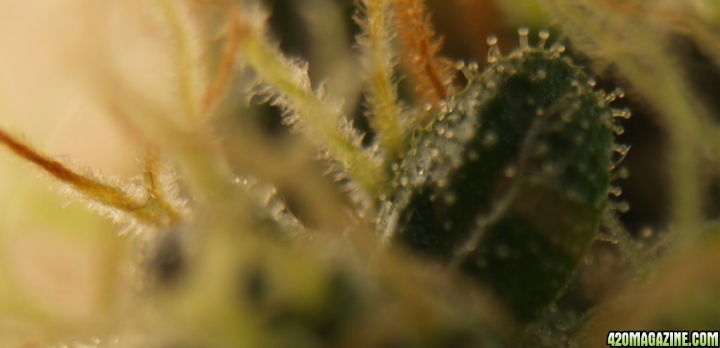 Trichome_5-17a.jpg