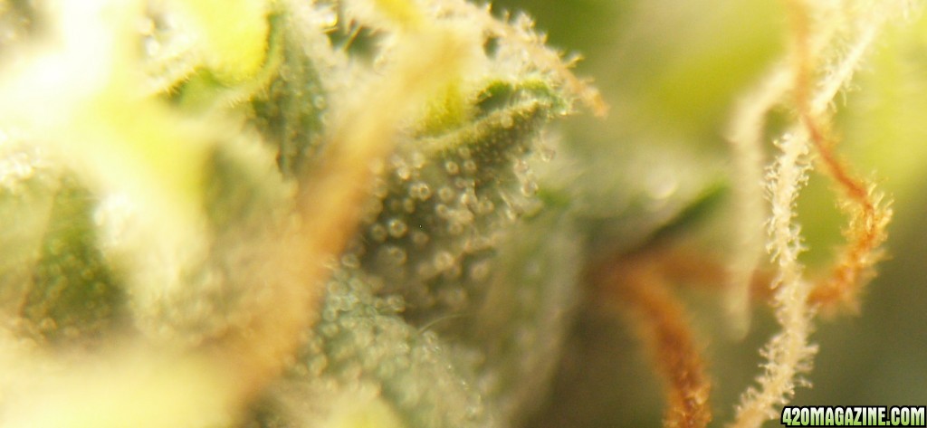 Trichome_5-17b.jpg