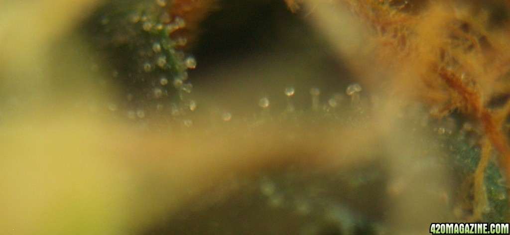 Trichome_5-17c.jpg