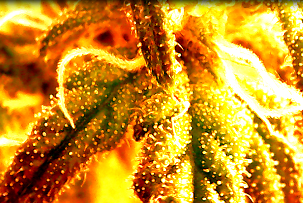 Trichome_capture.PNG