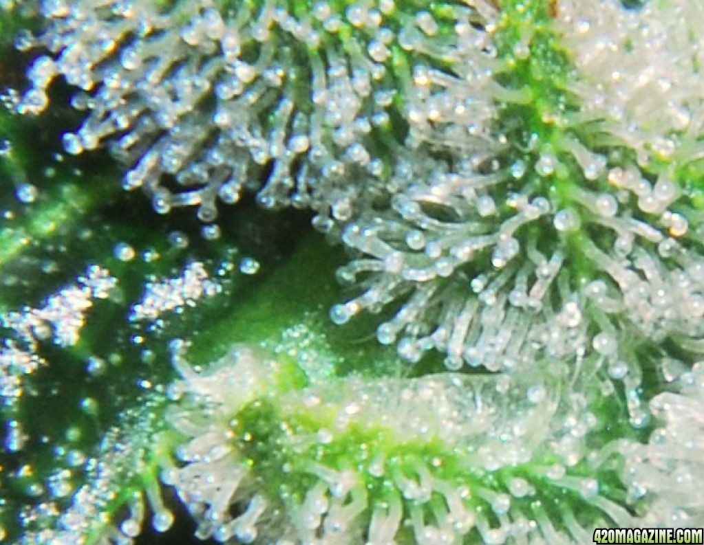 Trichomes3.jpg