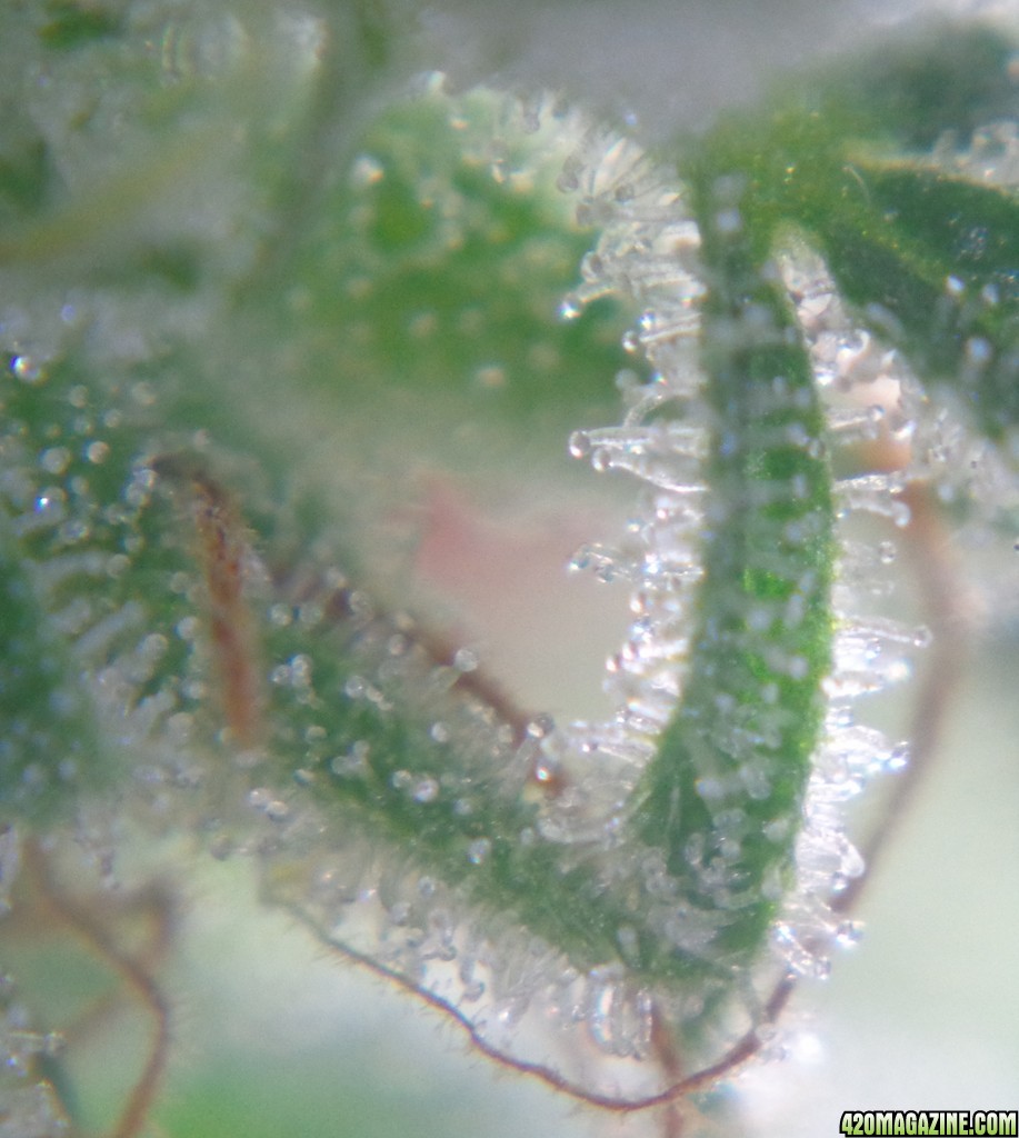 Trichomes_12-21-13_2.jpg