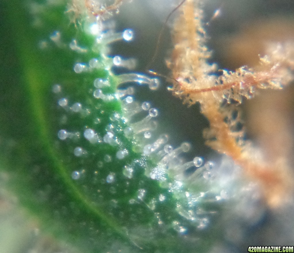 Trichomes_12-21-13_3.jpg