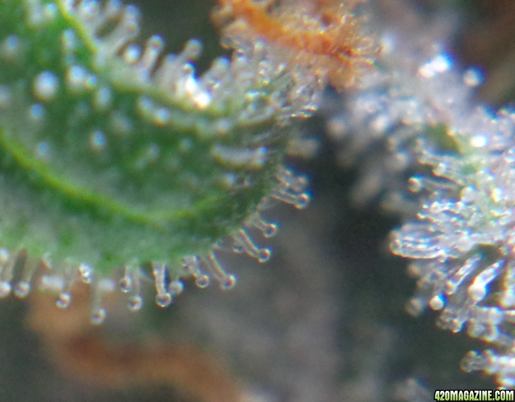 Trichomes_12-21-13_4.jpg