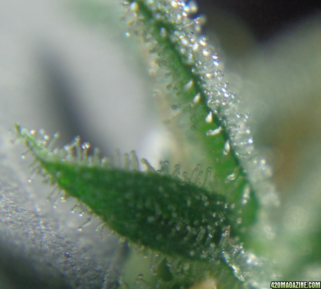 Trichomes_12-21-14_1.jpg