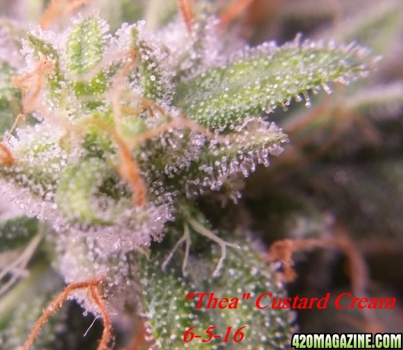 Trichomes_6-5.jpg