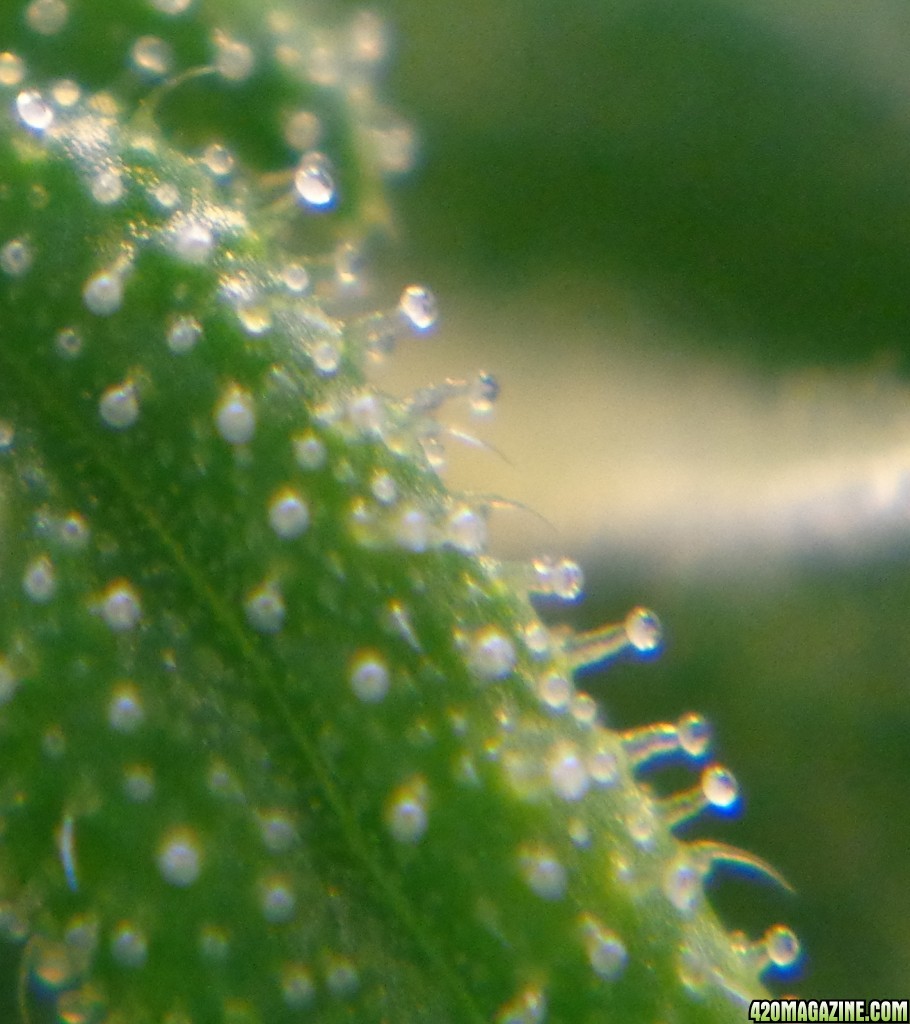 Trichs1_2-9-14.jpg