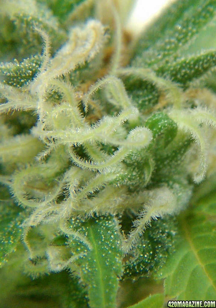 Trichs2_12-7-13.jpg