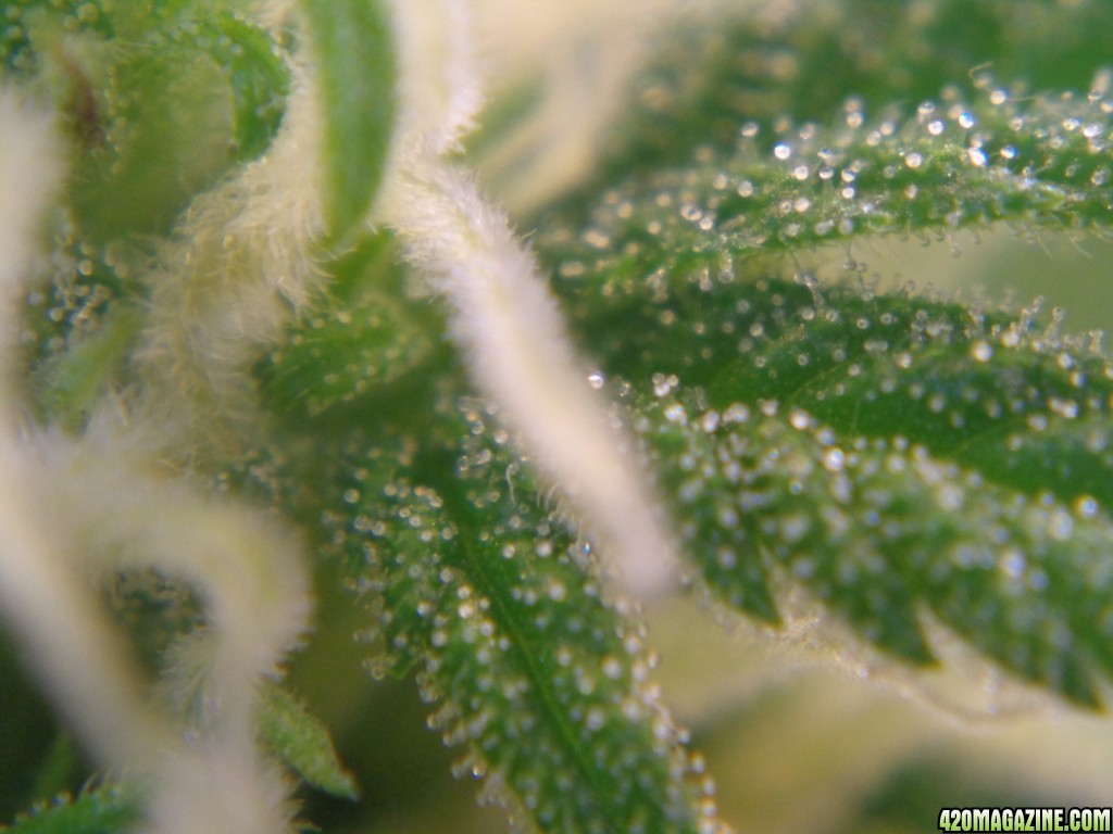 Trichs2_2-9-14.jpg