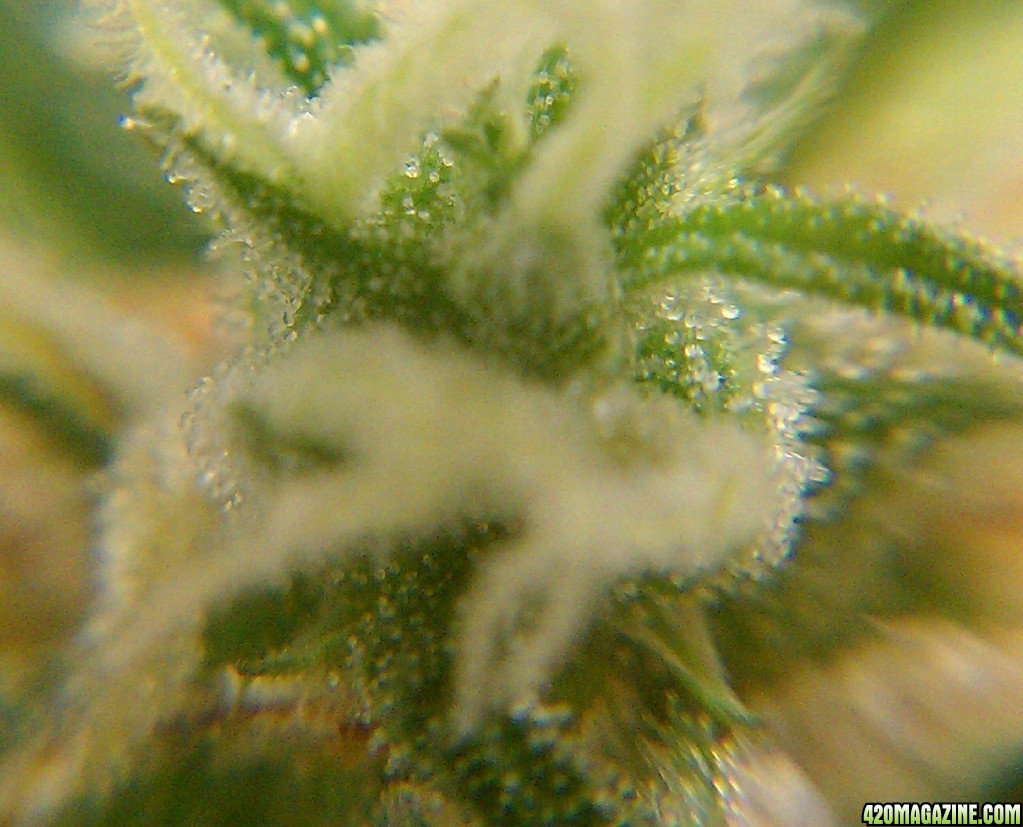 Trichs3_12-7-13.jpg