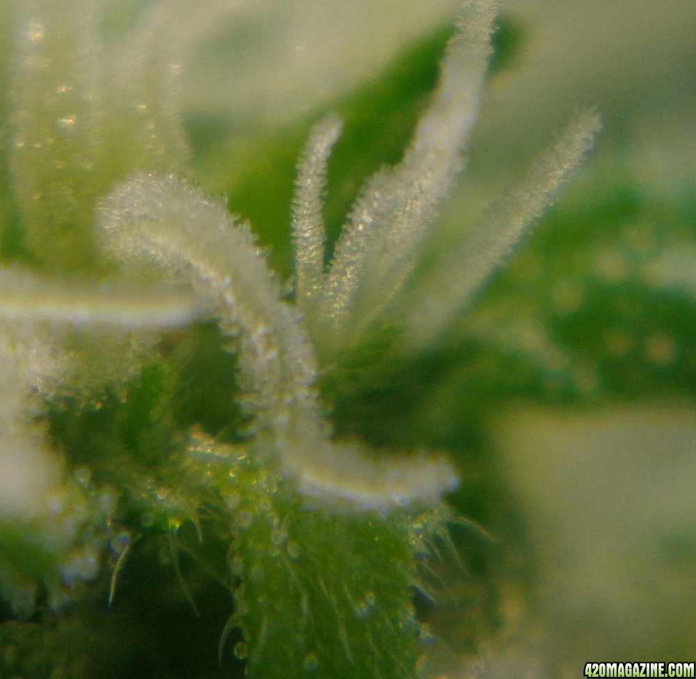 Trichs3_2-9-14.jpg